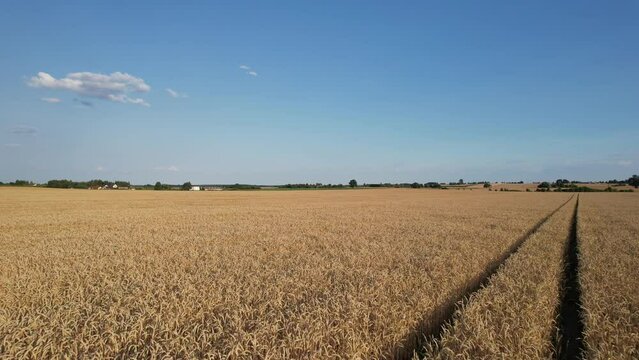 Field of grain.