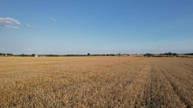 Field of grain.
