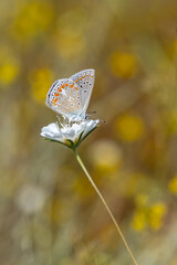 Lycaenidae / Çokgözlü Mavi / Common Blue / Polyommatus icarus
