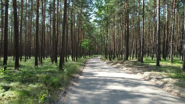 Forest.
