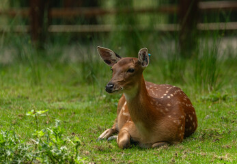 Deer sika on green summer meadow with long ears