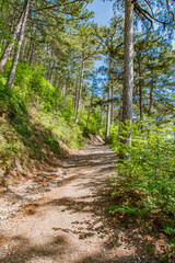 Pine trees on the slope in coniferous mountain forest with steep cliffs, walking path