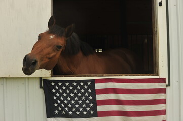 Horse begging for attention through the window with American flag