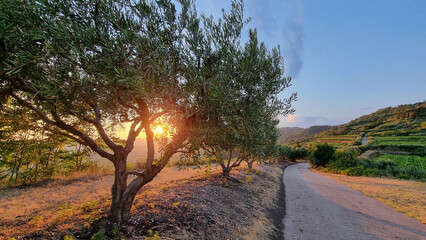 Fototapeta na wymiar olive trees