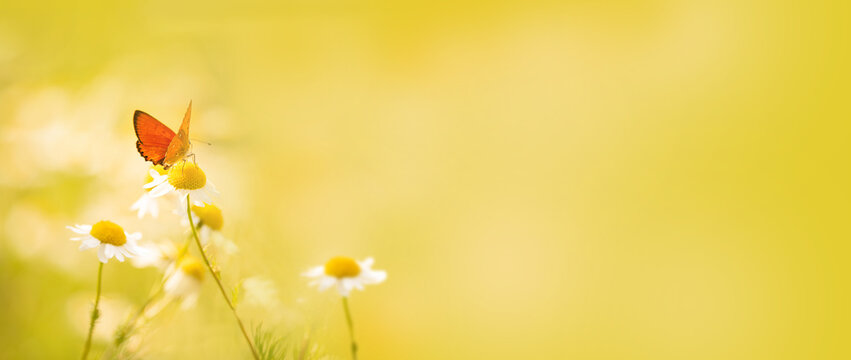 The fiery chervonets, or the fiery many-eyed butterfly,. Orange small butterfly on delicate daisy flowers in a sunny meadow. banner