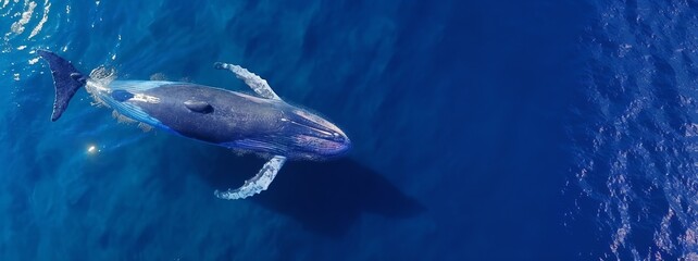 Fototapeta premium Humpback whale, drone view.