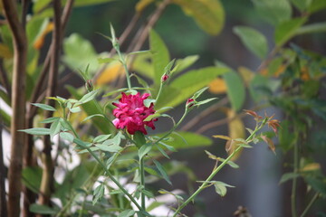 Red Rose 