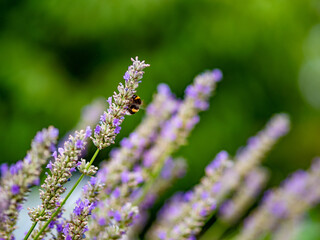 Obraz premium Hummel auf Lavendelblüte