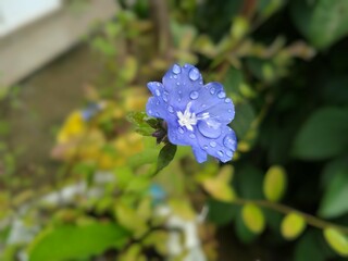 blue flowers in a garden