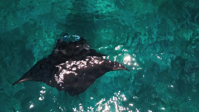 Giant oceanic manta ray aerial view. Mobula birostris slowly swims underwater at Manta Point near Nusa Penida island. Bali, Indonesia