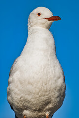 Close up front shot of Colloquially seagulls looking at the camera with blue sky background, Cape Town, South Africa