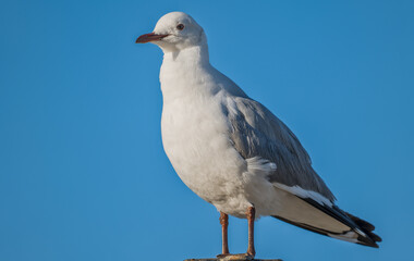 Obraz premium Close up shot of Colloquially seagulls standing with blue sky background, Cape Town, South Africa
