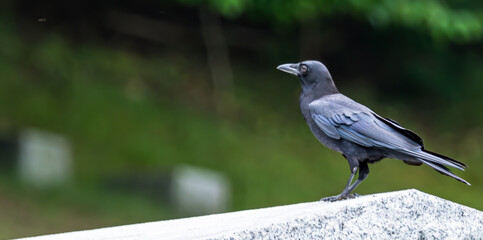 An American Crow on a wall in a cemetery with a blurred background on a sunny summer day