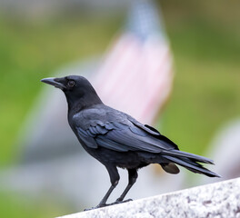 An American Crow on a wall in a cemetery with a blurred background that includes an American flag on a sunny summer day