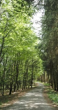 Bernloch Wald. Bondorf im Korng&auml;u oder Oberen G&auml;u. Landkreis B&ouml;blingen. Erholungseffekt und Naturbegehung. Mischwald mit Laub- und Nadelb&auml;umen