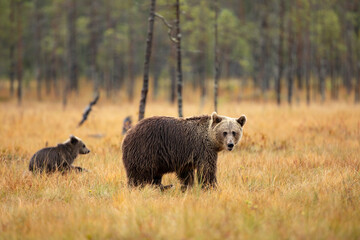 Bear family in taiga. Brown bear cub with mother. Beautiful animals going through  taiga in autumn. Finland