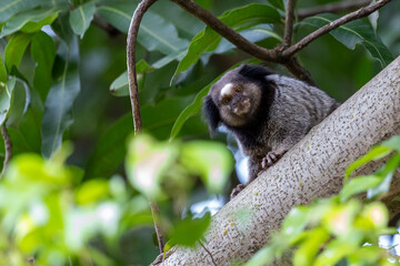 The monkey on the tree. The Black-tufted marmoset also know as Mico-estrela is a typical monkey from central Brazil. Species Callithrix penicillata. Animal lover.