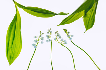 Frame made of leaves and flowers of Lily of the valley on a light background. Backlit illuminated...