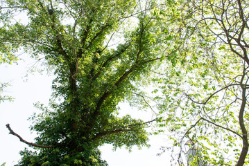 Obraz premium tree in the woods