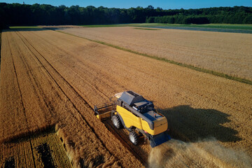 Harvesting machine working at agricultural field. Combine harvester collecting golden wheat field....