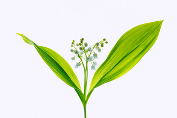 Lily of the valley on a light background. Selective soft focus, backlit illuminated flowers.
