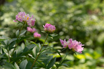 Pink peonies in a garden