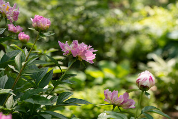 Pink peonies in a garden