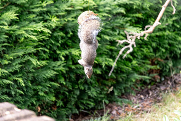 Grey Squirrel eating from a bird feeder