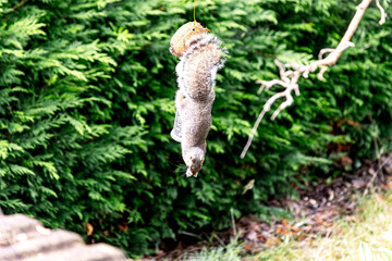 Grey Squirrel eating from a bird feeder