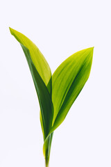 Leaves from lily of the valley on a light background. Selective soft focus, backlit illuminated leaves.