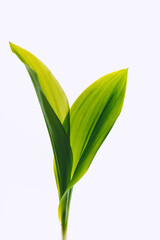 Leaves from lily of the valley on a light background. Selective soft focus, backlit illuminated leaves.