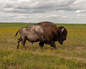 Badlands Bison