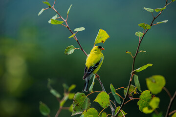 American Goldfinch on a branch