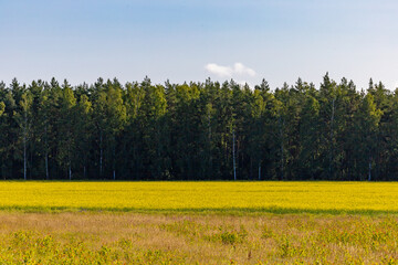 Sodertalje, Sweden A yellow field and forest landscape.