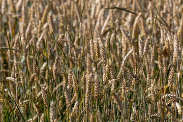 Strangnas, Sweden A field of wheat growing in the summer.