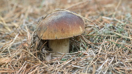 mushroom in the grass