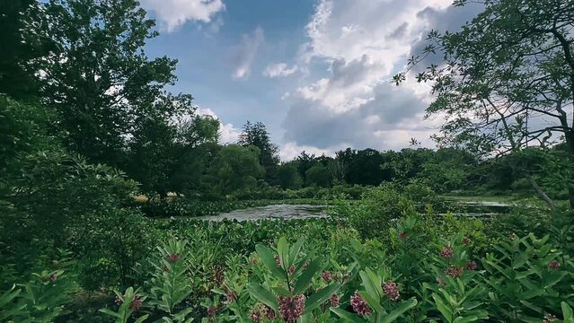 forest in the mountains,nature, tree, sky, landscape, forest, trees, summer, mountain, clouds, grass, blue, park, pine, woods, cloud, field, hill, meadow, outdoors, plant, sunny, environment, day, spr