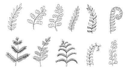 Fototapeta na wymiar Collection of vector fern leaves