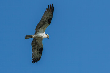 Osprey in flight with wings extended, looking down for prey
