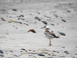 seagulls on the sand beach among pebbles