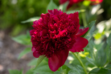red peony openred peony open