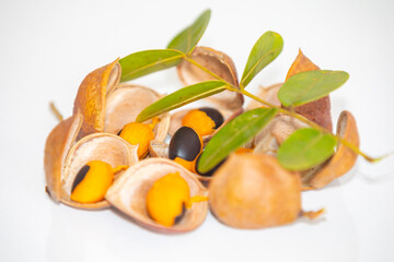 Very rare and exotic tropical fruit. Botanical identification not found.