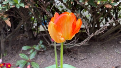 red and yellow tulips