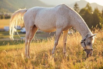White Arabian horse grazing on green field, view from side, afternoon sun backlight
