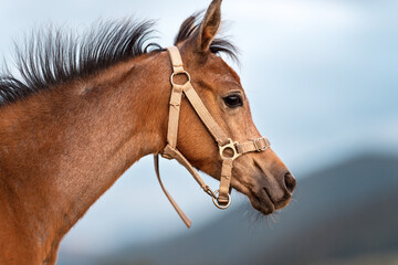 Small brown Arabian horse foal closeup detail to head, blurred sky background
