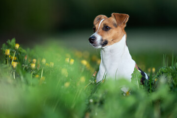 Small Jack Russell terrier sitting on meadow in spring, yellow dandelion flowers near
