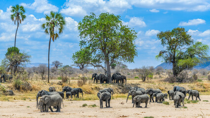 herd of elephants in the savannah