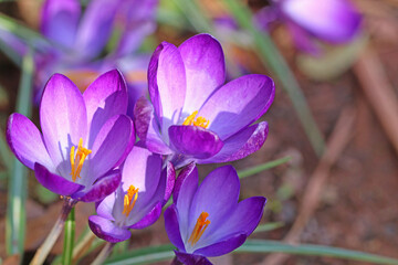 Purple crocuses flowering in Spring	