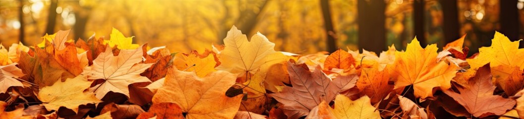 autumn leaves in a forest floor banner 