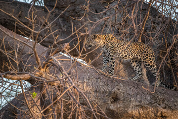 leopard in the tree, Tanzania